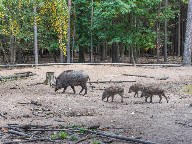 Wildpark