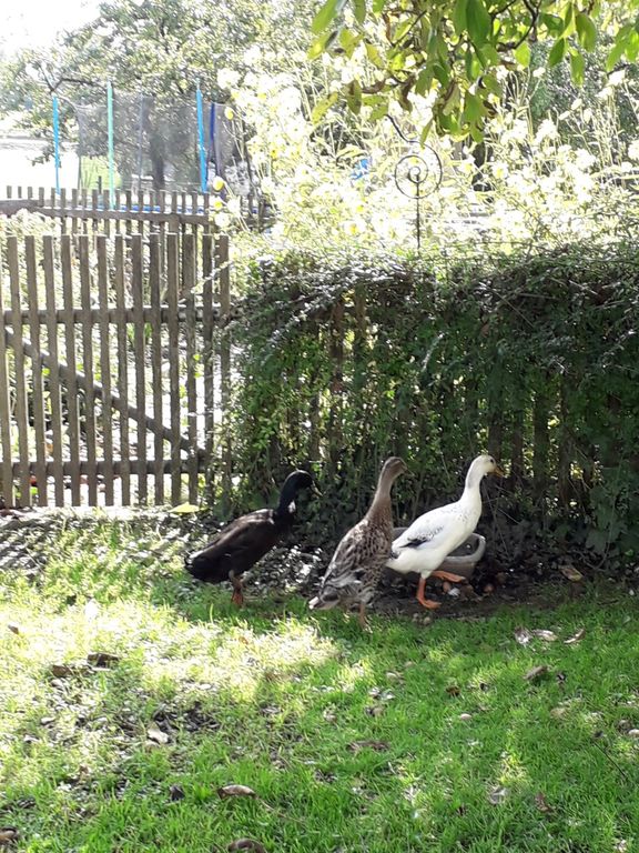 Unser Bauernhof Fink Hof