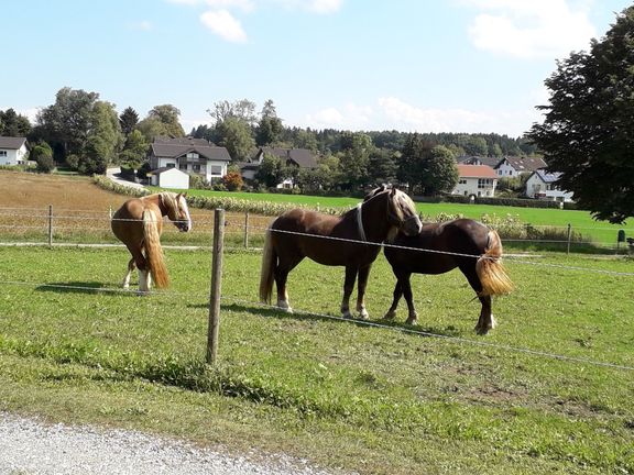 Unser Bauernhof Fink Hof